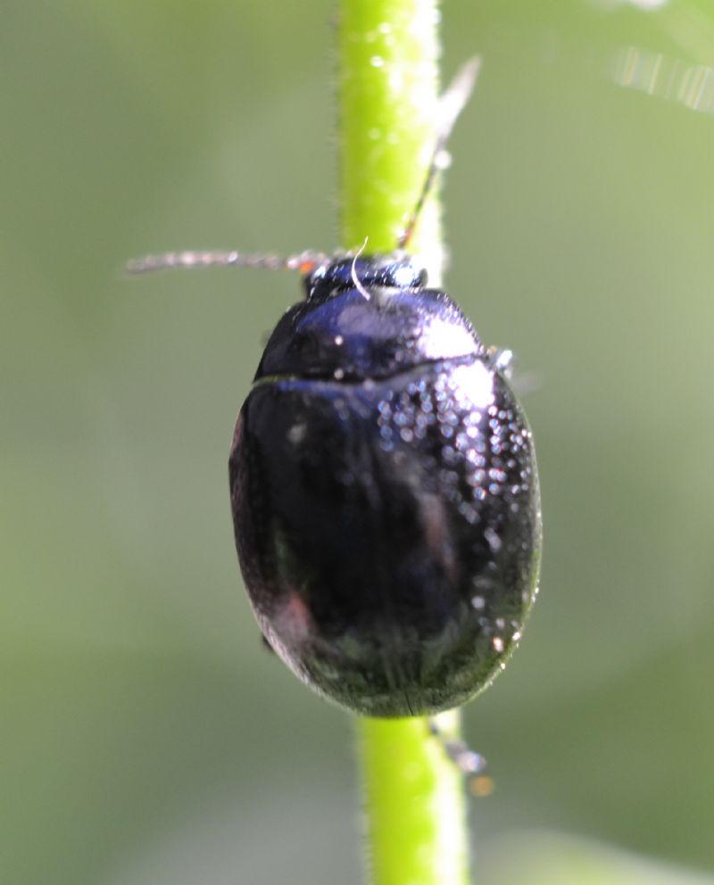 Coleottero da identificare (64): Chrysolina haemoptera (cf.)